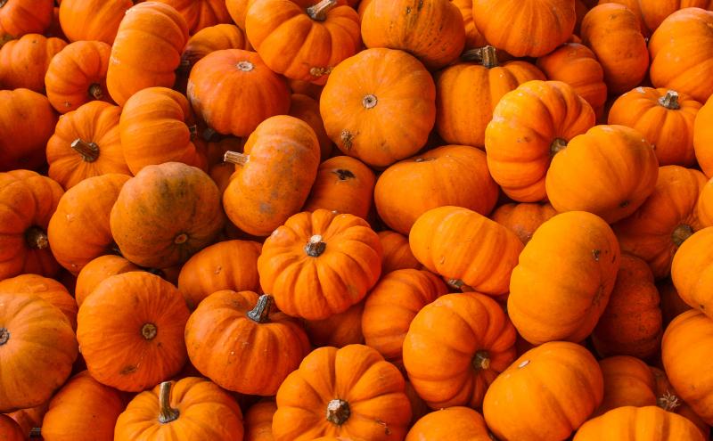 A large pile of small bright orange pumpkins stacked closely together.