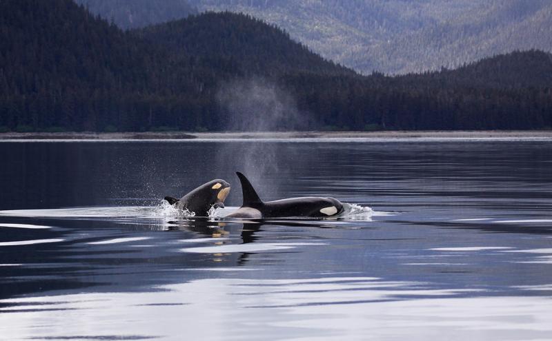 Mama and baby orca porpoise in Hood Canal, Washington State