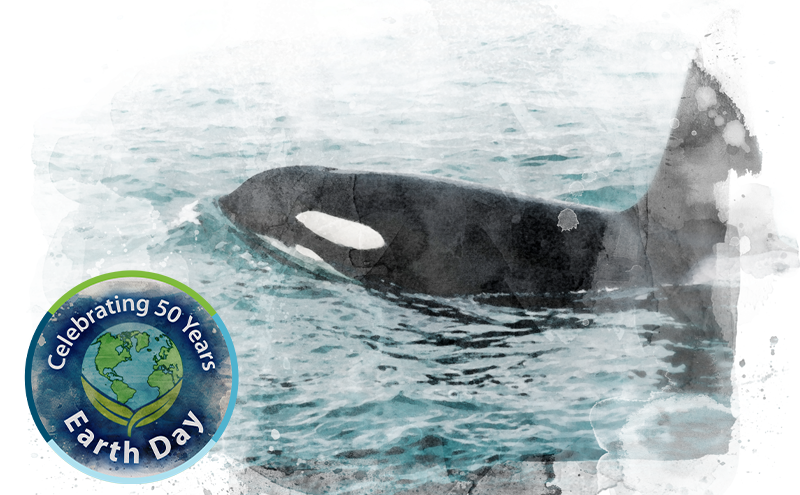 Orca for Earth Day 2020.