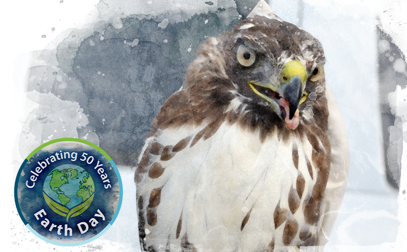 Bird of Prey.