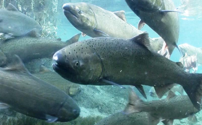Chonook salmon swimming in a freshwater river
