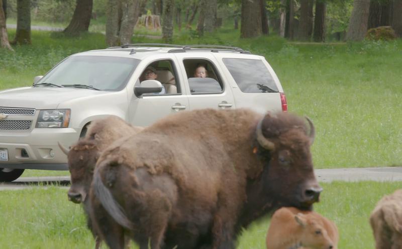 Family vehicle drives by a herd of bison.