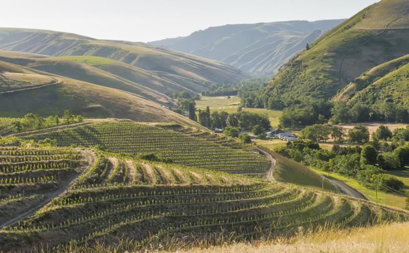 Wine country vista with rows of grapes and hills.