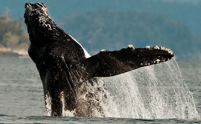 Humpback whale breach.
