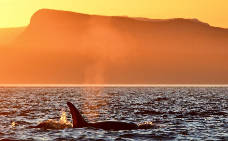 An orca surfaces in a sunset view off the coast of Washington.
