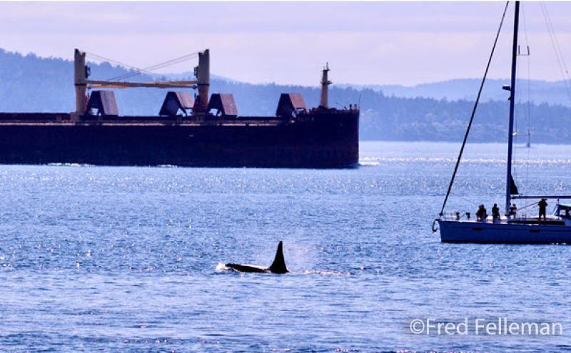 Orcas in Puget sound.