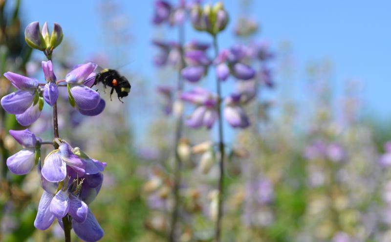 Bees kept by Common Acre at the airport pollinate native growth at SEA Airport, May, 2019