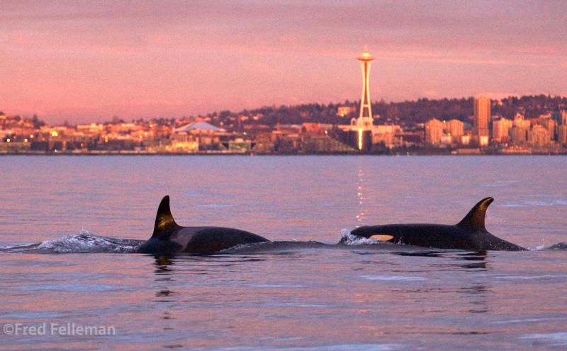 An orca seen in Elliot Bay with a sailboat and a large container ship in the frame.