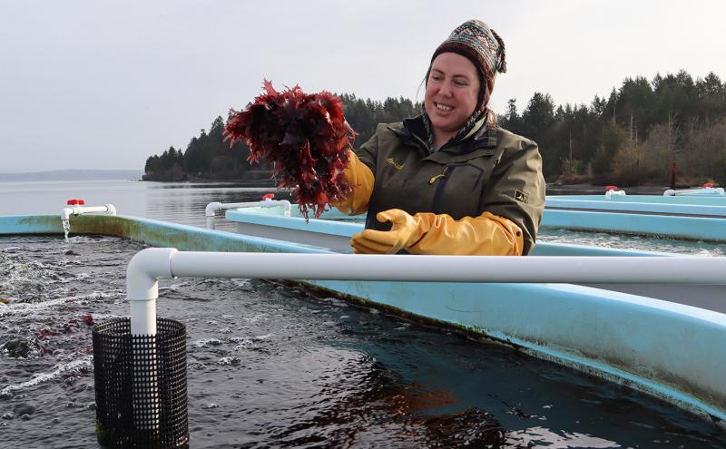 Staff works at an Olympia Oyster tank at the Kenneth K. Chew Center for Shellfish Research and Restoration, Drayton Harbor, WA