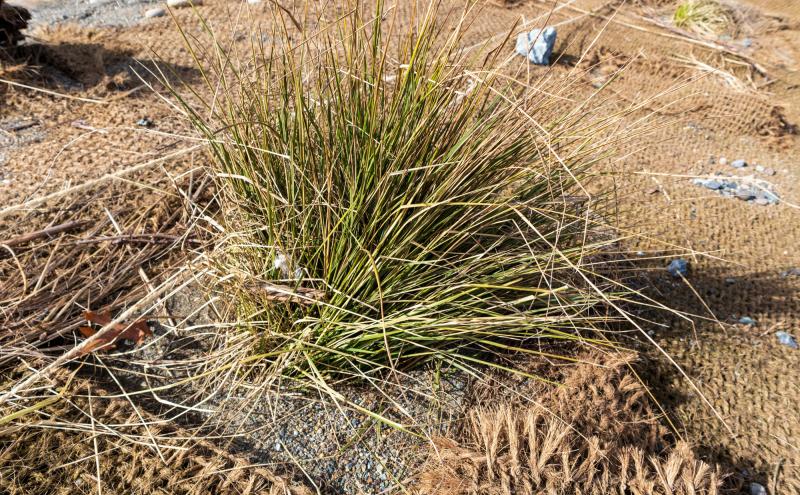 Beach grass planting at the Duwamish River People's Park.