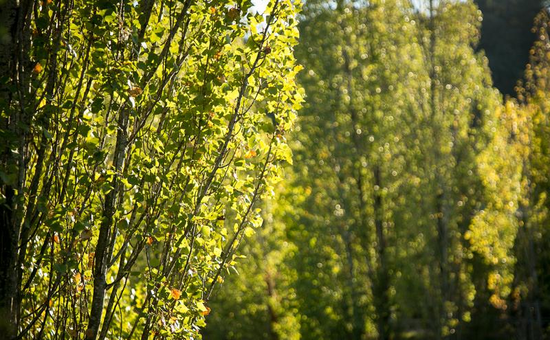Poplar trees in the sunlight at Jack Block Park.