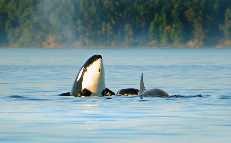 Adult orca and calf breach on the coast of Victoria, BC, Canada.