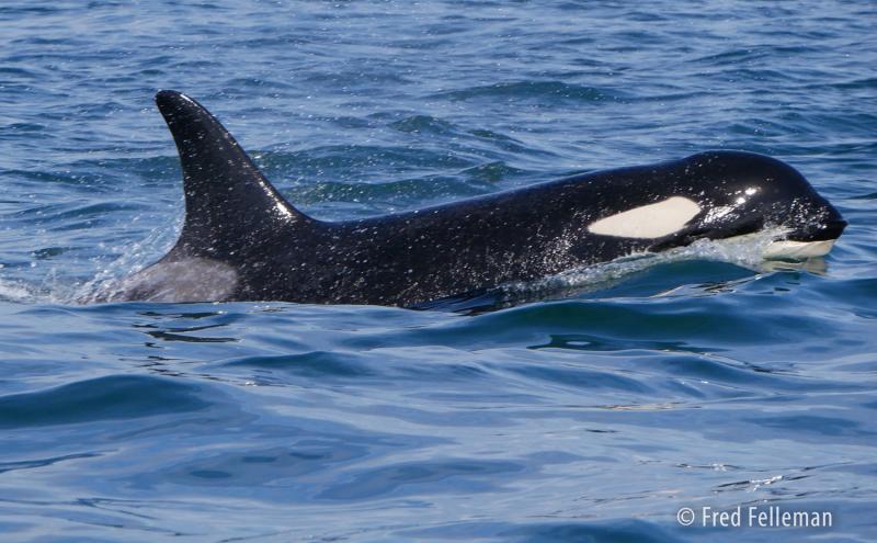 Orca in Puget sound.