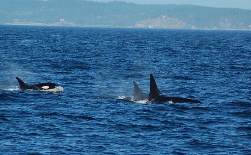 Southern resident orca pod.
