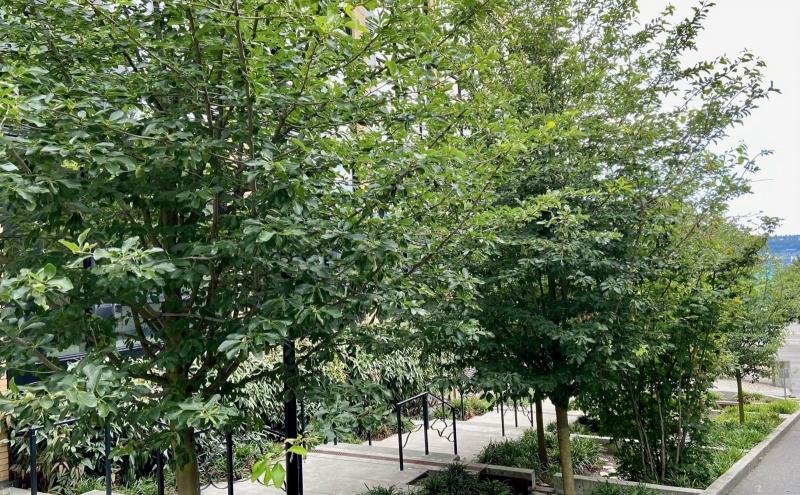 Urban trees in downtown Seattle.