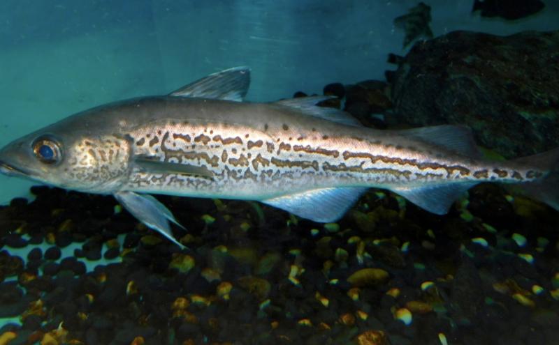 A wild alaska pollock with a long body and patterned markings swims above dark pebbles.