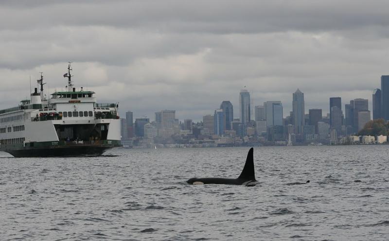 Orca with Washington State Ferry and Seattle skyline backdrop
