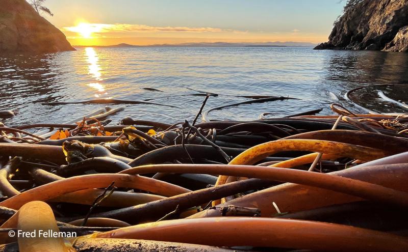 Kelp bed on the shores of a Puget Sound inlet with yellow sunset on the horizon.