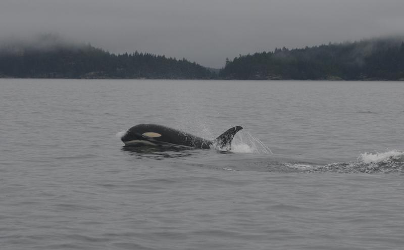 Southern Resident Orca in Puget Sound