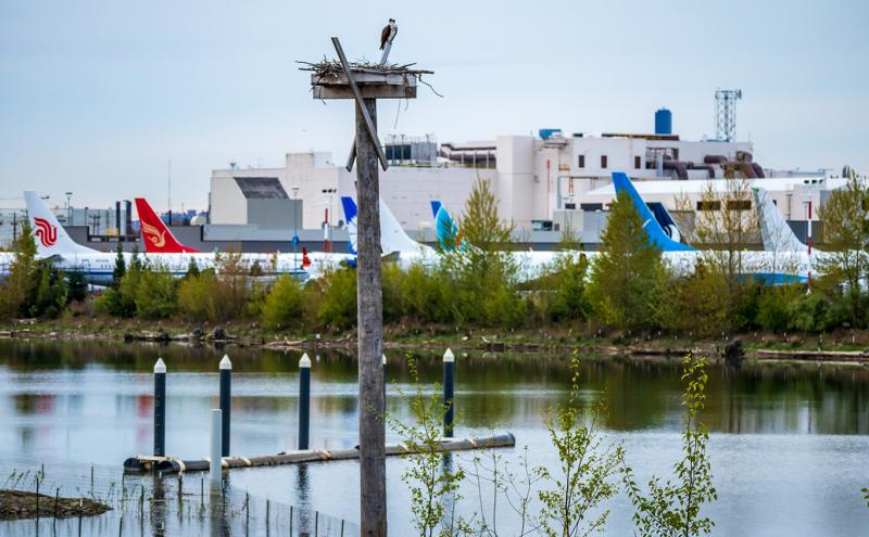 An osprey nest with the Duwamish River and Boeing Field as a backdrop at Duwamish River People's Park.