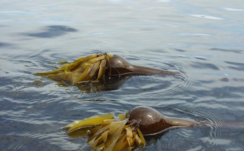 Two bull kelp bulbs floating in the water
