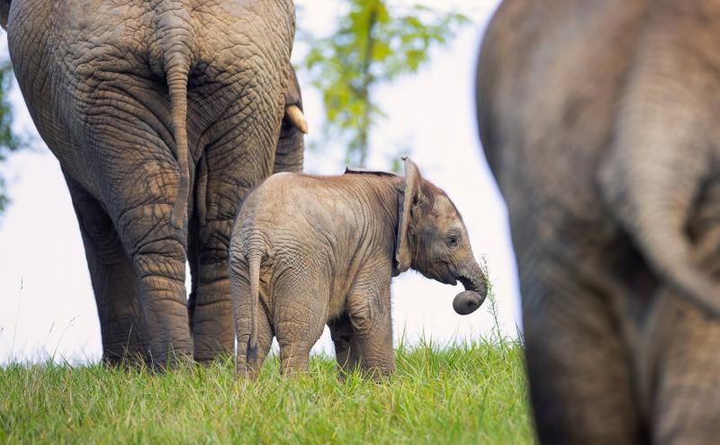 A small elephant calf stands in green grass between two much larger elephants, lifting its trunk as the adults surround it. The scene is outdoors with soft light and blurred trees in the background.