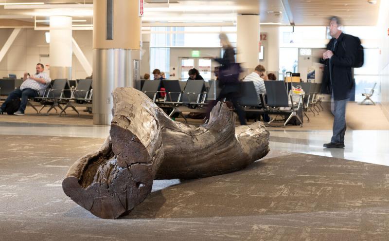 A weathered log on the concourse floor, cracked and split driftwood trunk, with airport seating visible behind it.