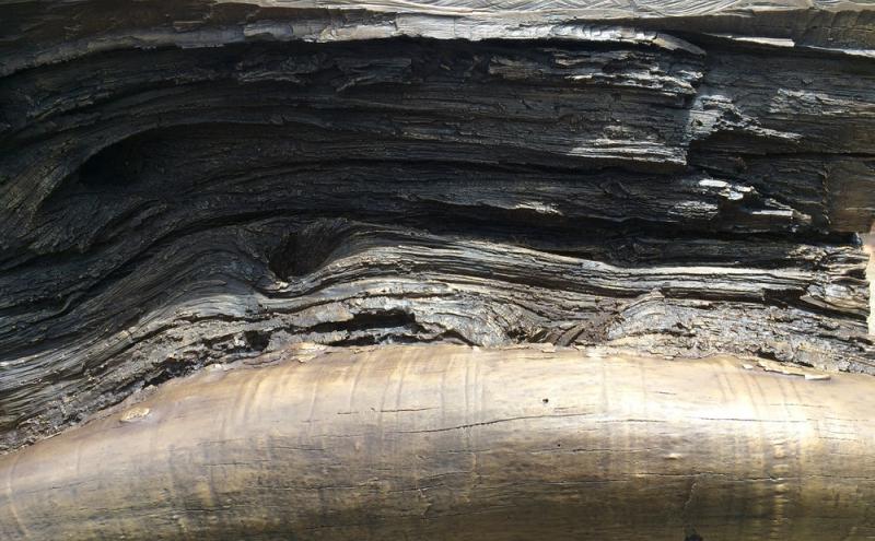 Close-up of the log surface, cast with layered splintering grain deep cracks, and peeling bark texture