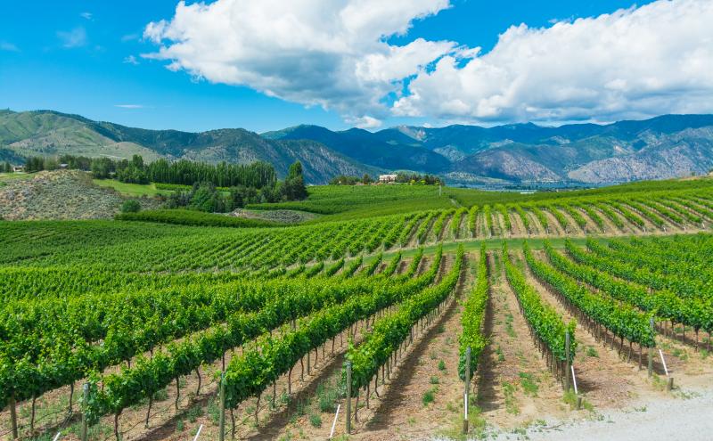 Wine vineyard near Lake Chelan with blue skies overhead 