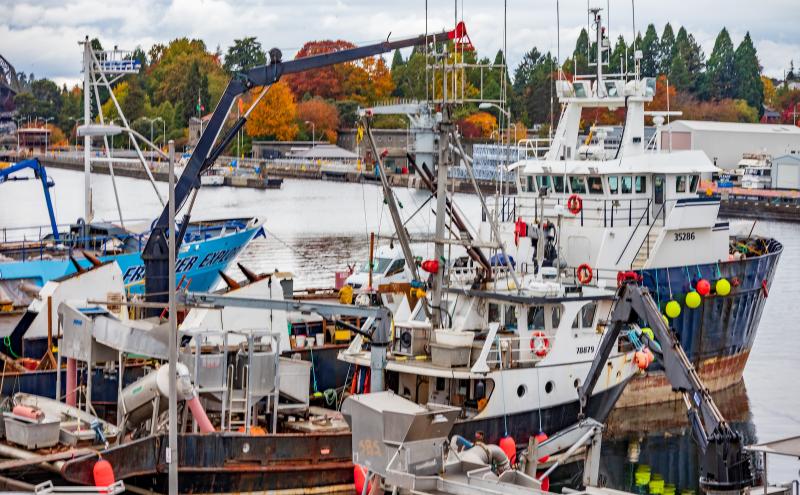 A busy harbor filled with several commercial fishing vessels and equipment. The boats are docked closely together, with cranes, nets, metal storage containers, and bright flotation buoys visible on their decks. A large white fishing vessel is centered in the frame, while blue and rust‑colored boats surround it. The water is calm, and autumn trees with orange and yellow foliage line the background along the shoreline.