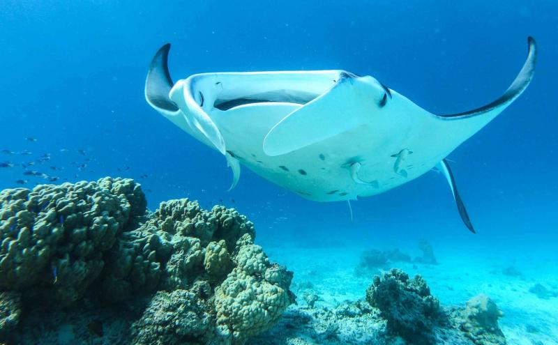 A manta ray glides over coral formations in clear blue water.