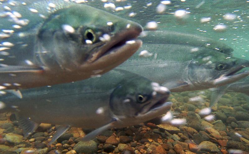 Three salmon swimming underwater above a rocky riverbed with bubbles drifting across the scene.