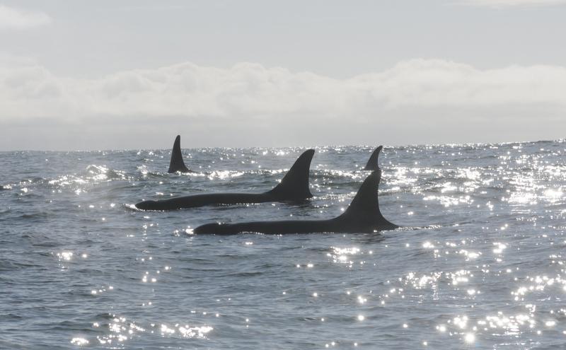 Three orcas swim in Puget Sound.