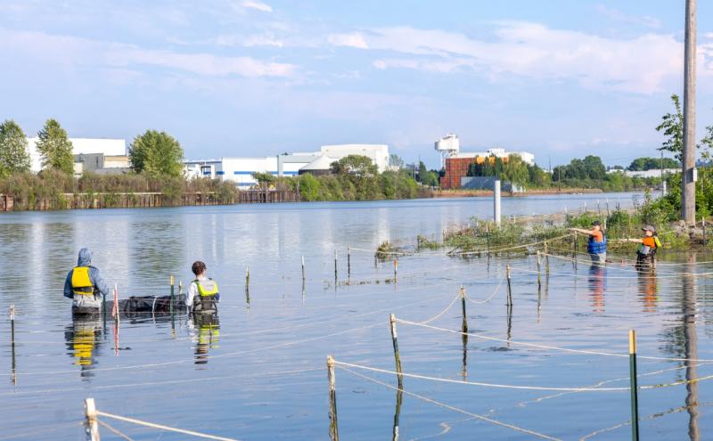 Several individuals wearing safety vests stand in shallow water near a shoreline, working among a series of stakes and ropes arranged in a grid pattern. Some of the individuals carry tools or equipment, and vegetation is visible around parts of the marked area. The water extends across the image toward an opposite bank lined with trees and shrubs. Behind the far shoreline are large industrial buildings, including white structures and a tall rust‑colored building. The sky is partly cloudy with soft blue tone