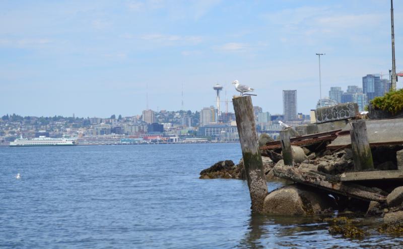The shoreline at Smith Cove.