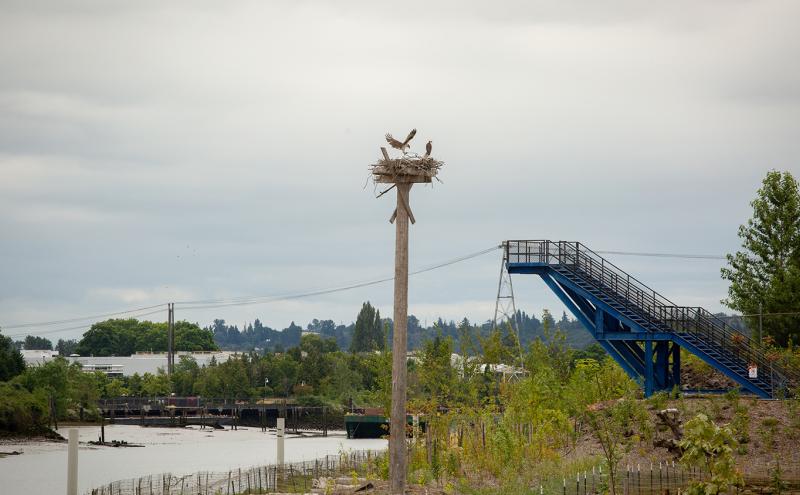 Osprey perched on a tall nesting platform near a river with a blue staircase structure nearby.
