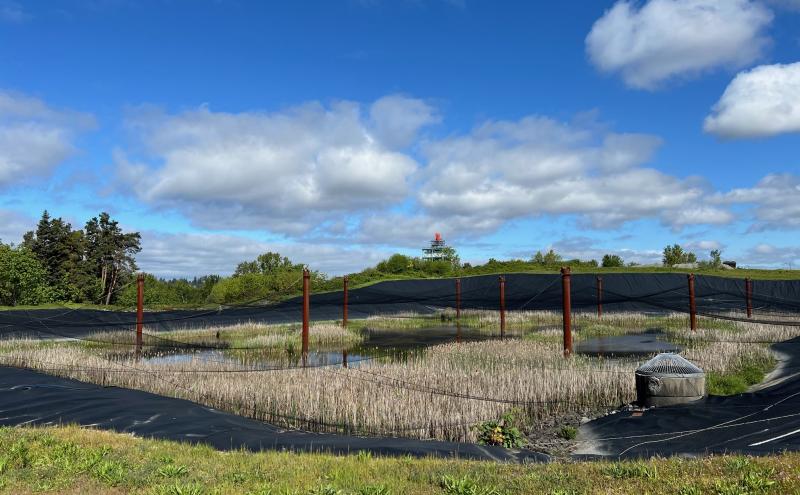 Airport Stormwater Retention Pond with Emergent Semi-aquatic Vegetation. 