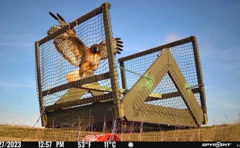 Red-tailed Hawk and Swedish Goshawk Trap