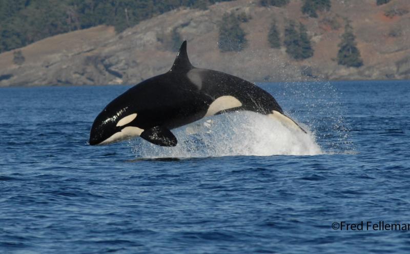 An orca whale jumping out of the water.
