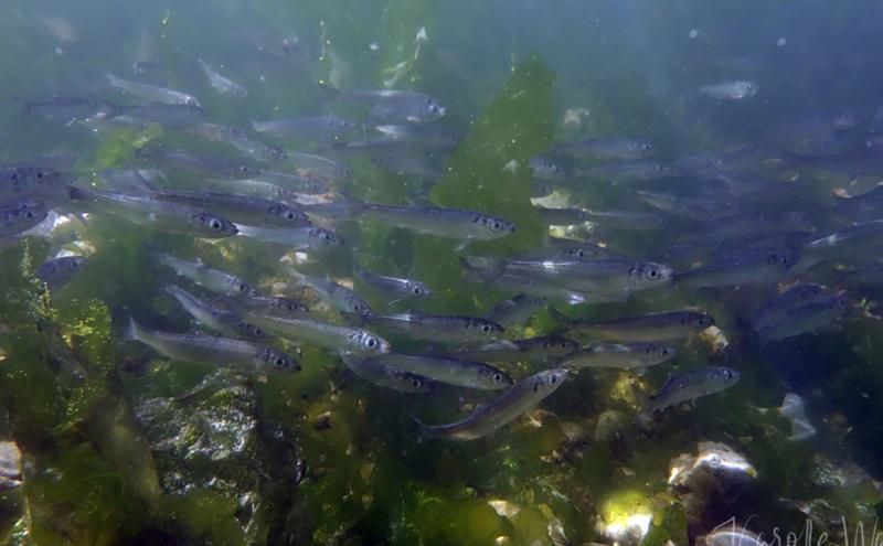 A school of small fish swims through underwater vegetation, with green algae and rocks visible on the seafloor.