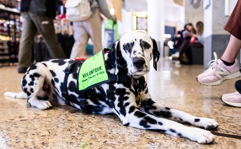 Spotted dog wearing a bright green vest labeled ‘Volunteer Animal Therapy @ SEA’ lying on a polished floor in a busy indoor public space with people walking and sitting nearby.