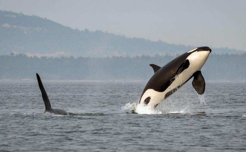 Southern resident killer whale breaching.
