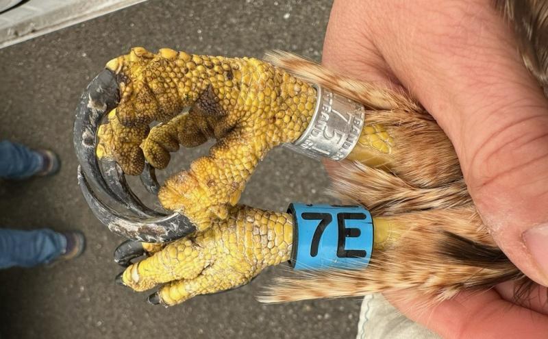 Red-tailed Hawk legs showing Federal aluminum leg band and blue VID band