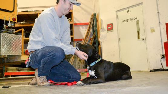 Cargo Pets Pick Up