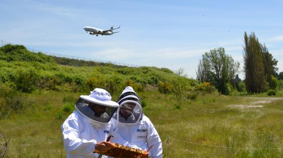 Honeybees at the airport
