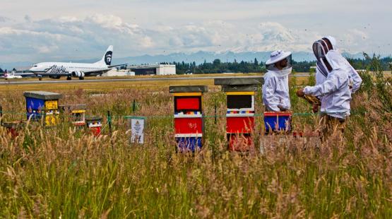 Beehives near the SEA Runway.