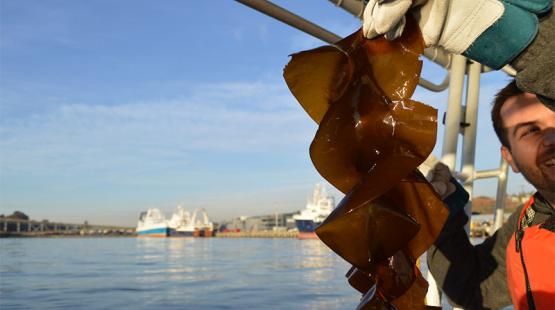 Employee holds up piece of kelp at Smith Cove