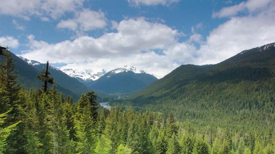 Cascade mountains are beautifully forested with conifers, Lewis County, Washington