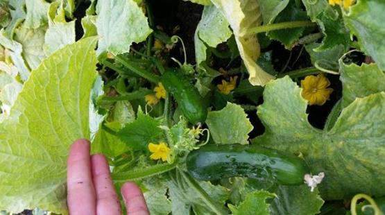 Zucchini starts in a community garden.