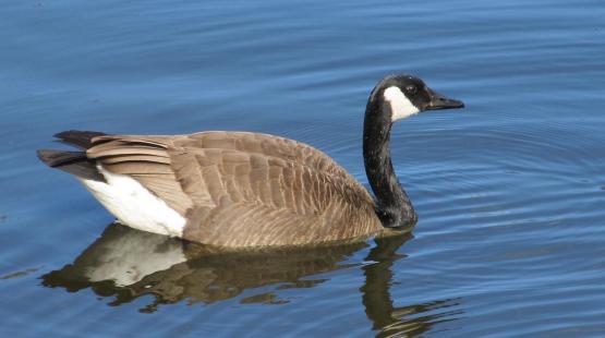 Canada Goose in water.